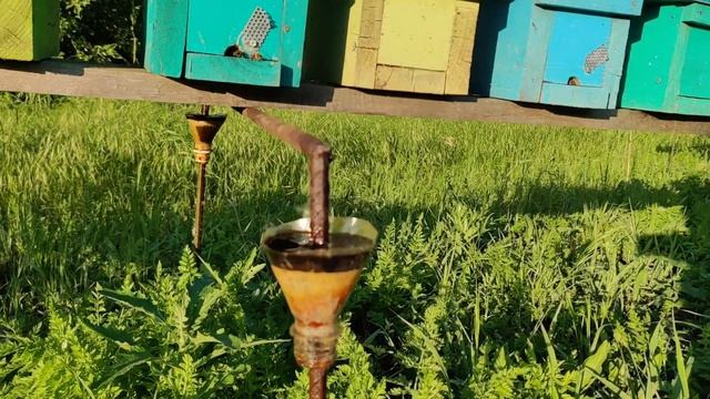 Борьба с муравьями на пасеке. смотреть онлайн