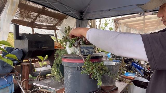 Cascading Bonsai / Repotting, Trimming and Wiring my Bonsai plant смотреть онлайн