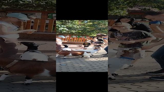 Ленинградский зоопарк, Санкт-Петербург