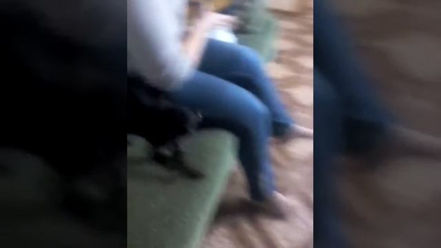 Чипик бесится после купания( смотреть онлайн