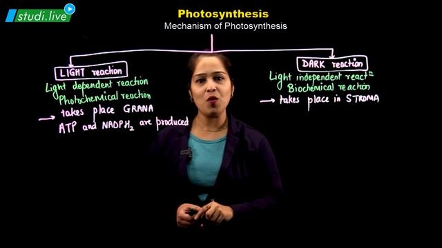 BIOLOGY | PHOTOSYNTHESIS | Mechanism of Photosynthesis смотреть онлайн