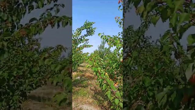 Apricot orange ruby, qaysı, kaysı смотреть онлайн