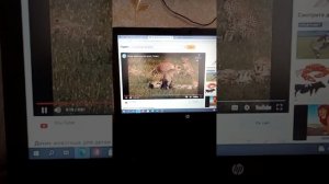 Видео всё про гепарда для детей.