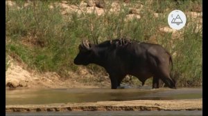 Мир дикой природы. Африка Луангва