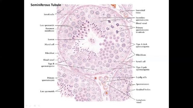 Male Reproductive System смотреть онлайн