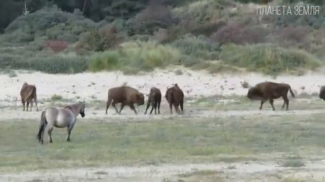 Зубр: Выживший гигант европейского леса | Интересные факты про бизонов и зубров смотреть онлайн