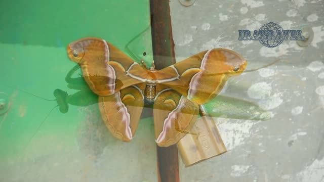 🐚 НЕОБЫЧНЫЙ ЖИВОТНЫЙ МИР И ЭКЗОТИЧЕСКАЯ ФАУНА АЗИИ НАЕДИНЕ С ПРИРОДОЙ 🐜 TRAVEL VLOG AMAZING ASIA смотреть онлайн