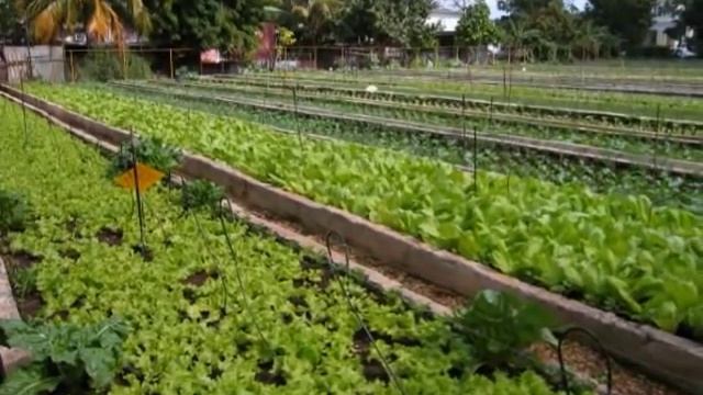 Havana Homegrown: Inside Cuba's Urban Agriculture Revolution смотреть онлайн