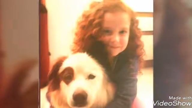 Собака точка ком