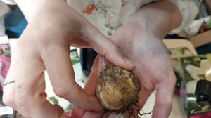 Обзор посылки от агрофирмы Поиск // апрель 2024