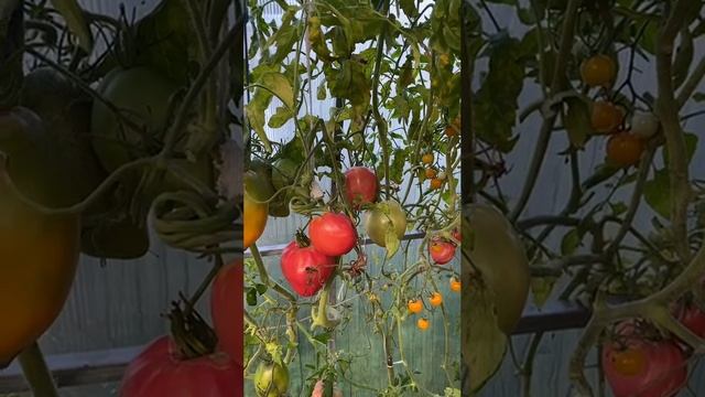 Томаты Ботик