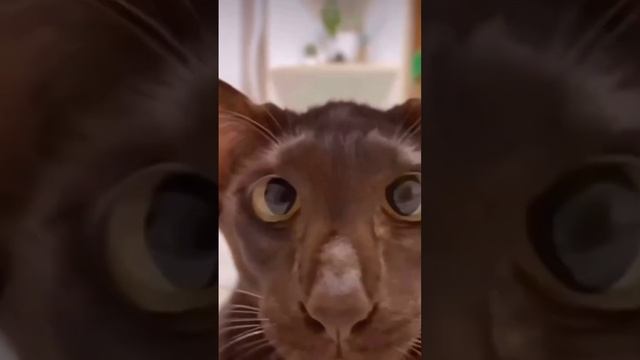 Что видит пациент во время лечения #стоматолог смотреть онлайн