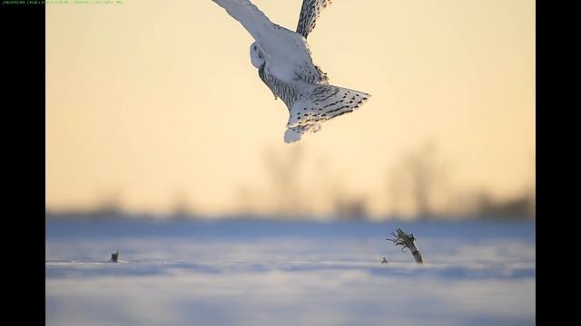 Nikon Z9 120 FPS For Birds In Flight Stills & Wildlife Photography - Still Images & Large Prints