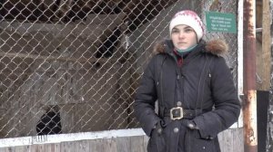 Птицы Тольятти