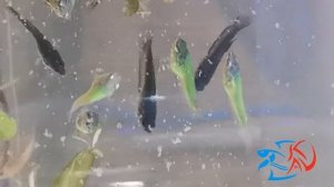 Приучение малька Петушков к сухому корму