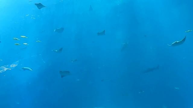 №4649  05 02 2024 Рыбы, скаты, акулы