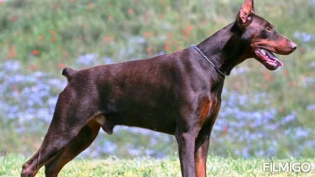 Топ 4 самых опасных собак. смотреть онлайн