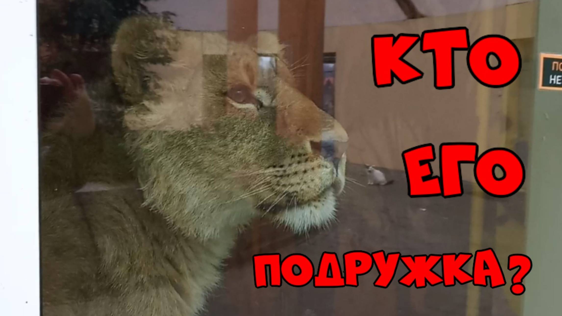 Очень трогательная история, просто до слёз. / У ШЕРХАНА появилась подружка, кто она? (3 выпуск) смотреть онлайн