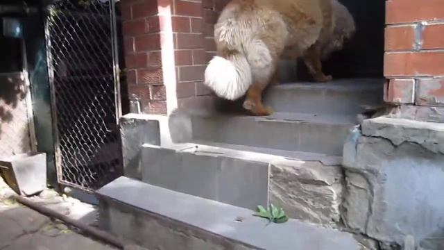 ДЖУМАНА ТИБЕТСКИЙ МАСТИФ смотреть онлайн