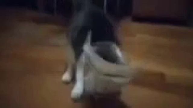 кот анонимус идет.... смотреть онлайн