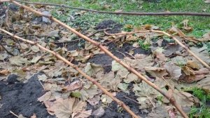 Виноград. Обрезка на усиленное звено