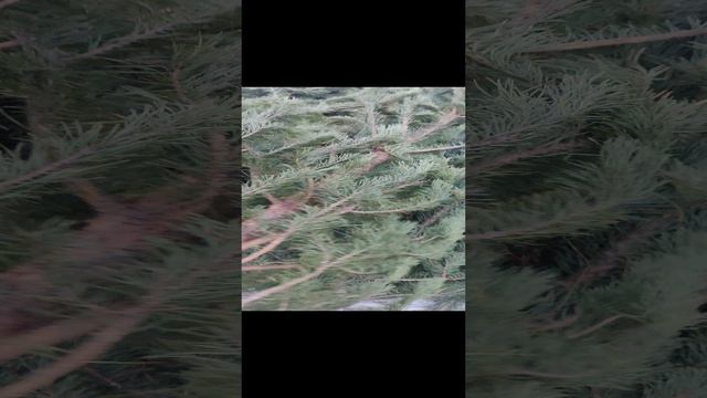 сосенки смотреть онлайн