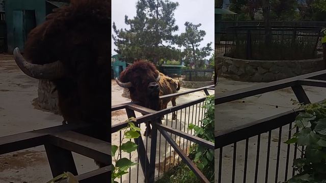 Зубр в парке Тайган смотреть онлайн