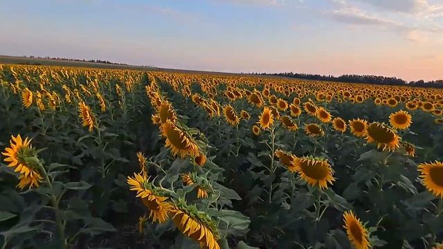 Сонях 2024 р. ЛІДЕА Белфіс у посушливих умовах. смотреть онлайн
