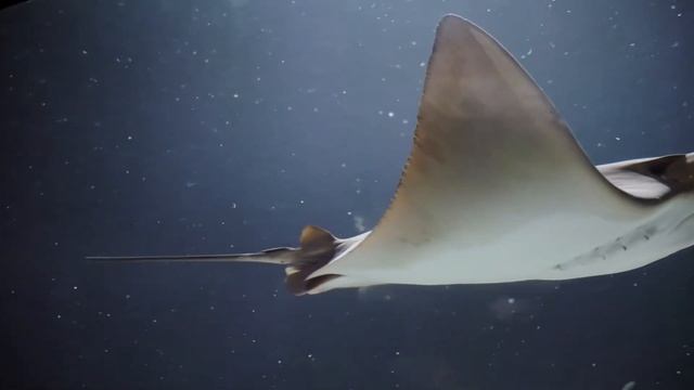 DEADLY DANGEROUS STINGRAY.. смотреть онлайн