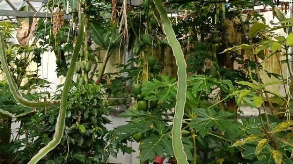 цветут лимоны и кардамон 🙂❤👏👏👏