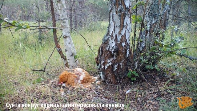 Лисята и курица смотреть онлайн