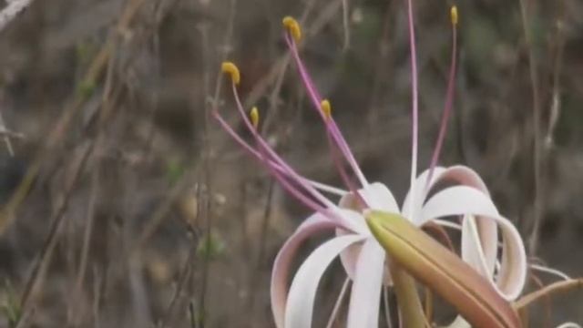 Nov 05 ,2017 - Sunrise -One of the first blooms of the season A Lily смотреть онлайн