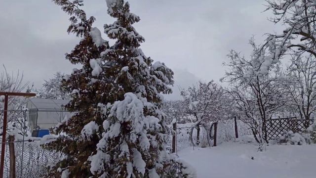Виноградник в снегу. смотреть онлайн