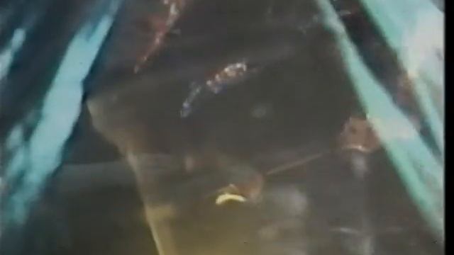 The Comsat Angels Sleep No More 1981 смотреть онлайн