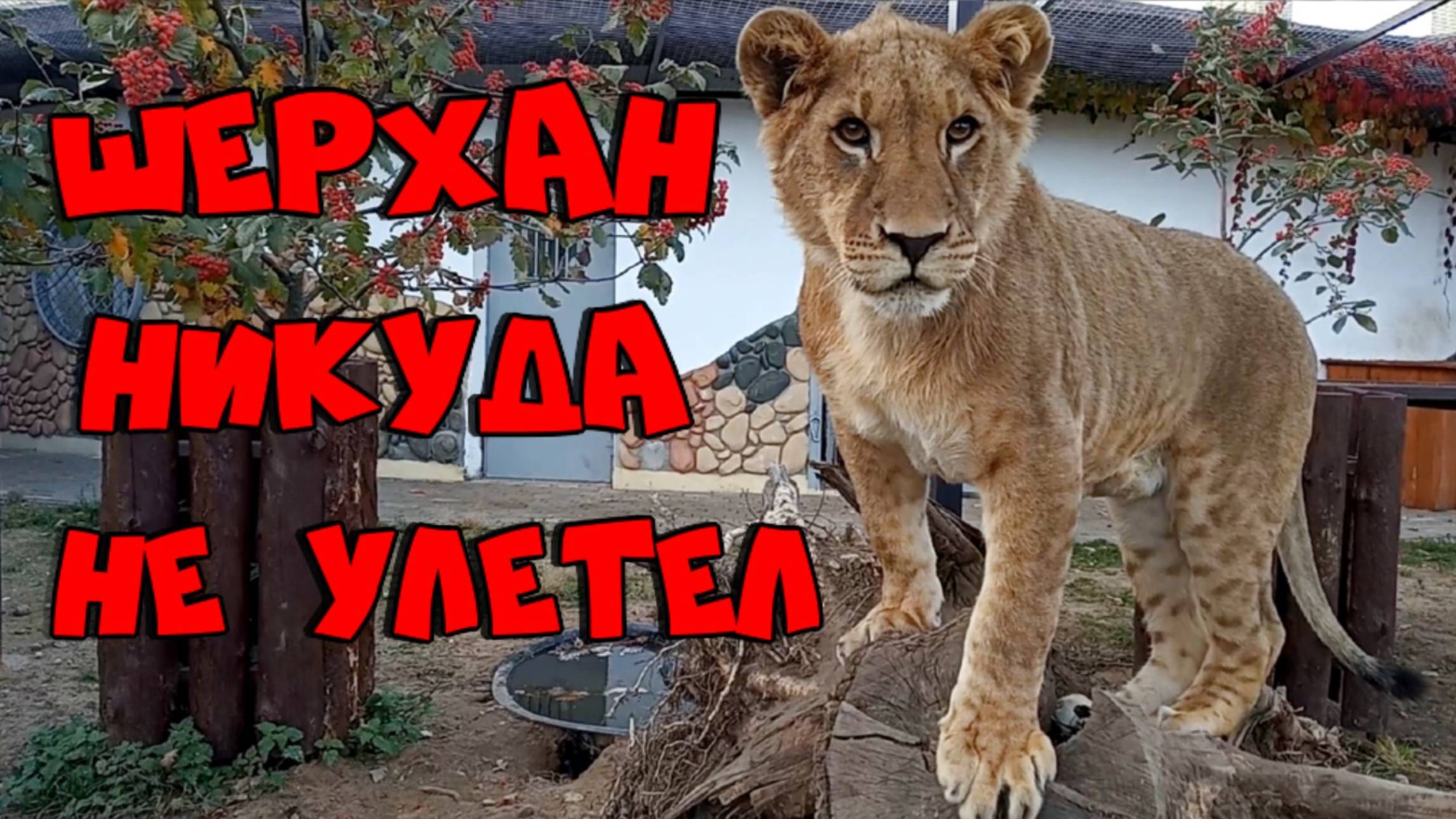 Вы думали, что ШЕРХАН в Китае? Пока он в Минске. смотреть онлайн