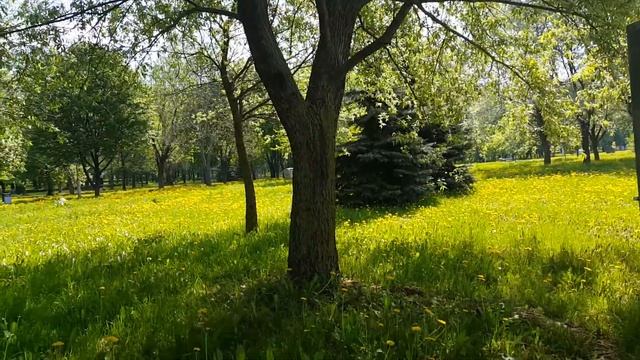 Лягушачьи трели) смотреть онлайн