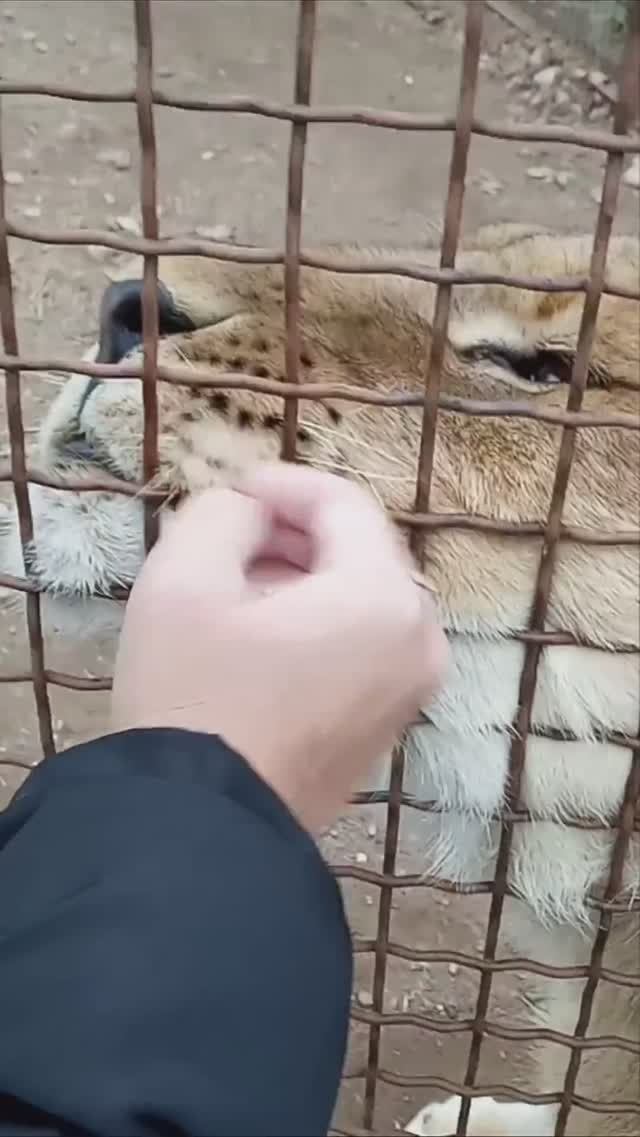 Невероятно добрый ШЕРХАН из Тайгана. #тайган #олегзубков #шерхан #минск #зоопарк #shortvideo смотреть онлайн