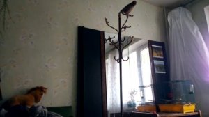 Говорящая сойка