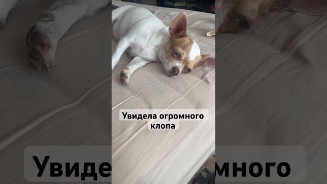 Кто видел?? #собака #корги #собачки #чихуахуа #прикол #юмор #chihuahua #dog #коргипемброк #pets смотреть онлайн