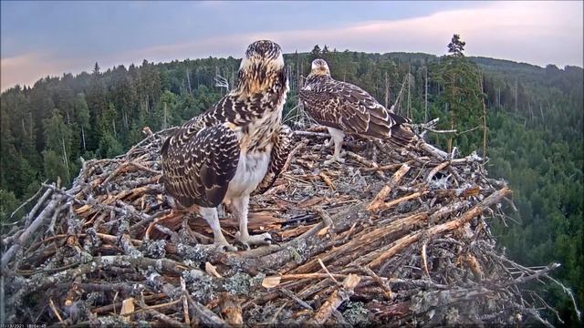 Скопа Иво и Ирис. (Эстония) - Estonian Osprey Nest (Ivo & Iiris) смотреть онлайн