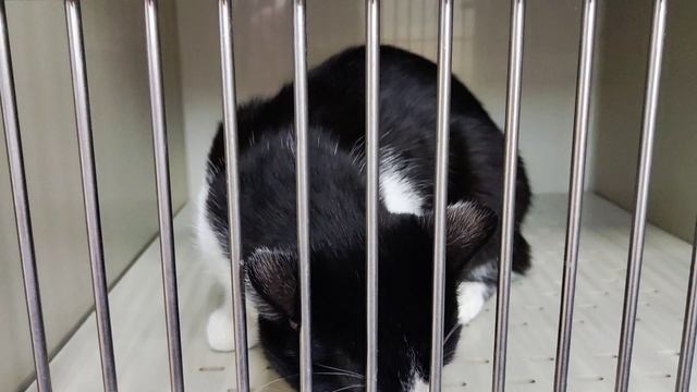 Кастрация котов - полный комплекс