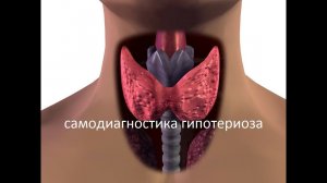 Самодиагностика снижения функций щитовидной железы (гипотиреоза) в домашних условиях.