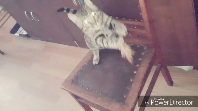 Кошки играют #Кошки #игры #БЕНГАЛ