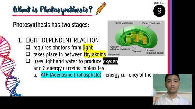 Photosynthesis and Cellular Respiration | Week 8 | SCIENCE 9 - QUARTER 1 (MELC 5) смотреть онлайн