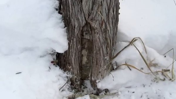 Martin's Old Off Grid Log Cabin #13 Polar Vortex