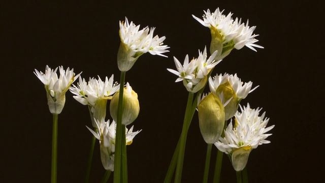 Аффирмации изобилия от Лаззат смотреть онлайн