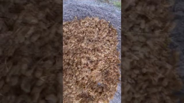 Best way to grow fenugreek and how to make lazurite methi.. смотреть онлайн