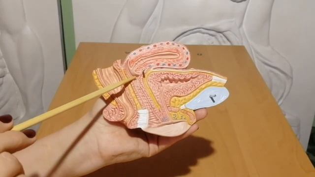 Female reproductive system смотреть онлайн