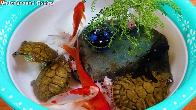 Crystal Sphere Turtle Tiger Barb Goldfish Cichlid Guppy Koi Carp Ping Pong Pearlscale Animals Video смотреть онлайн