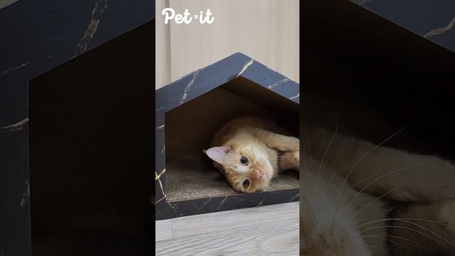 Домик для кошек c когтеточкой 😻 ссылки в описании! смотреть онлайн